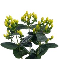 Hypericum