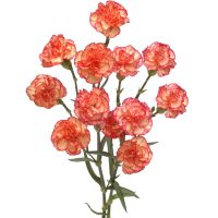 Spray Carnations